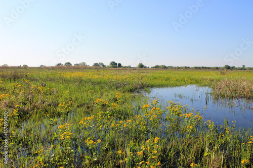 Wet meadow with marsh marigolds