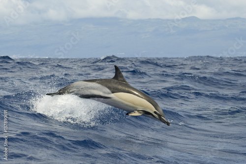 Common dolphin (Delphinus delphis) porpoising, Pico, Azores, Portugal, June 2009 photo