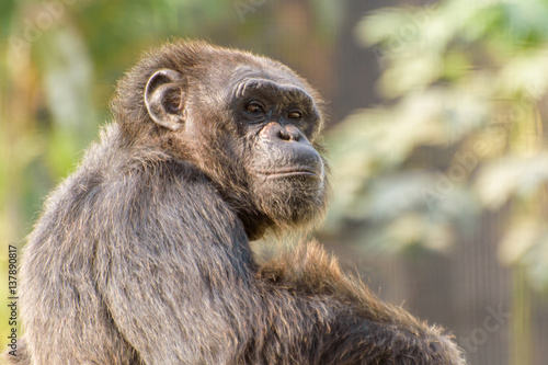 close up face  of a male chimpanzee photo