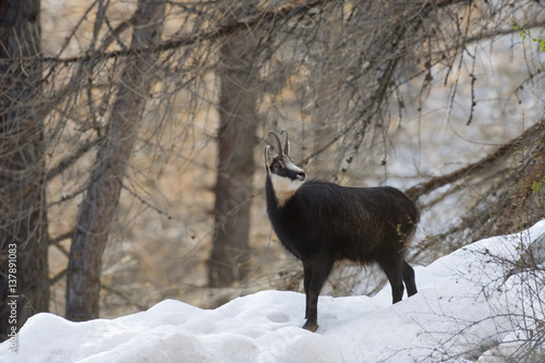 Chamois (Rupicapra rupicapra) in larch woodland in snow, Gran Paradiso National Park, Italy, November 2008 photo