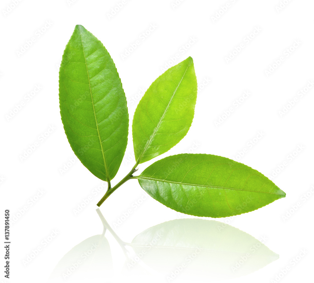 Obraz premium tea leaf on white background