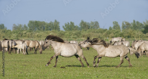 Konik horse, stallions fighting, Oostvaardersplassen, Netherlands, June 2009 photo