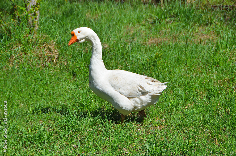 Goose on farm Goose on farm