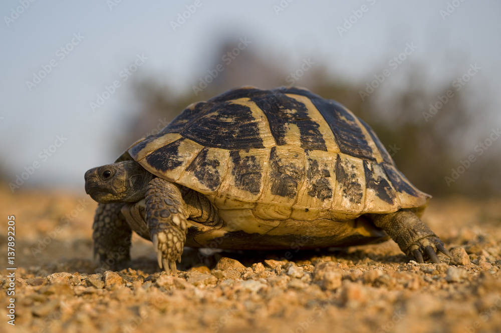 Hermann's tortoise (Testudo hermanni) near Meteora, Greece, October 2008 Hermann's tortoise (Testudo hermanni) near Meteora, Greece, October 2008