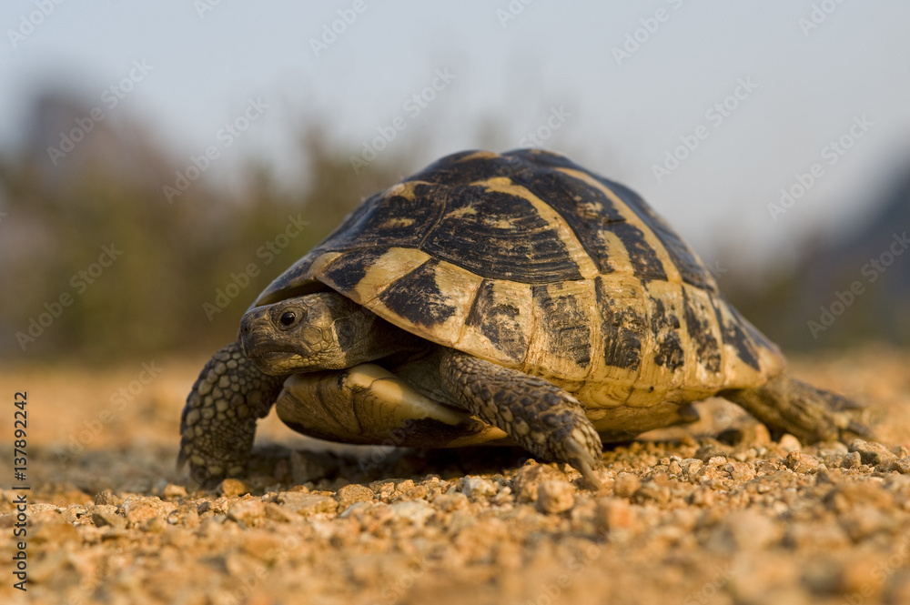 Hermann's tortoise (Testudo hermanni) portrait, near Meteora, Greece, October 2008 Hermann's tortoise (Testudo hermanni) portrait, near Meteora, Greece, October 2008