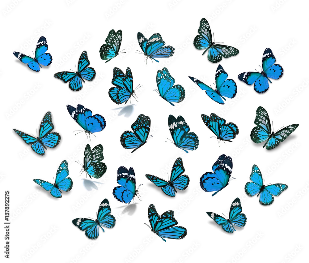 Fototapeta premium Duży zestaw Monarch Butterfly