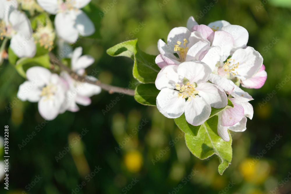 Fototapeta premium Branch with blooming flowers of the apple-tree in the garden