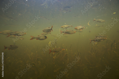 Red-eye / Common rudd (Scardinius erythrophthalmus) in peat pond, Fribourg, Switzerland, May 2009