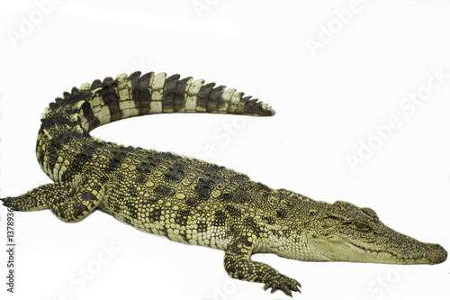 Saltwater crocodile in pond
