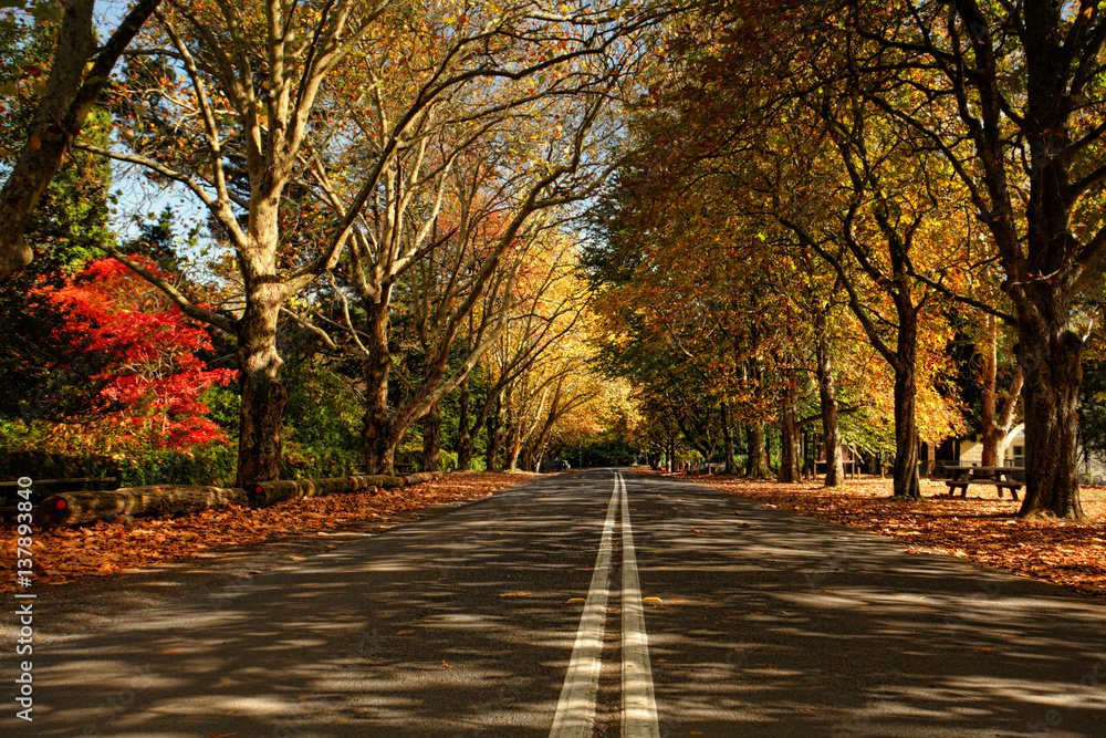 Obraz premium Autumn trees along a street in the Fall season