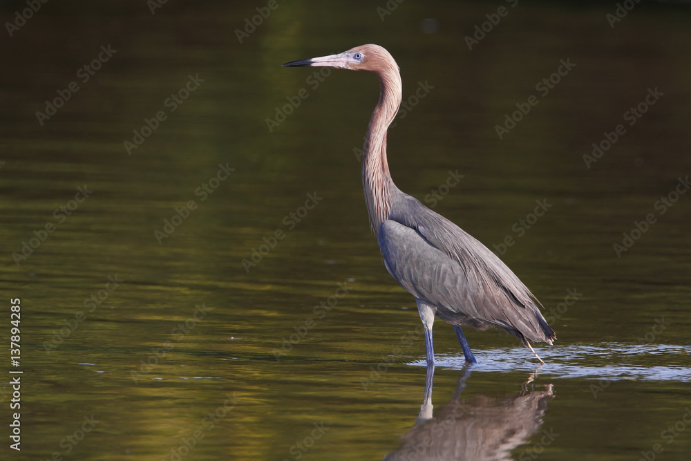 Naklejka premium Reddish Egret (Egretta rufescens) standing in shallow water, Ding Darling NWR, Florida, USA