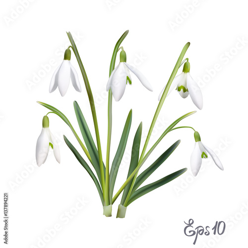 The first snowdrops Galanthus