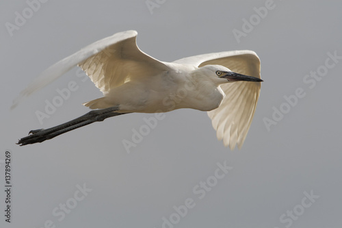 Obraz na płótnie Reddish egret (Egretta rufescens) white morph flying on beach, Bolivar Peninsula