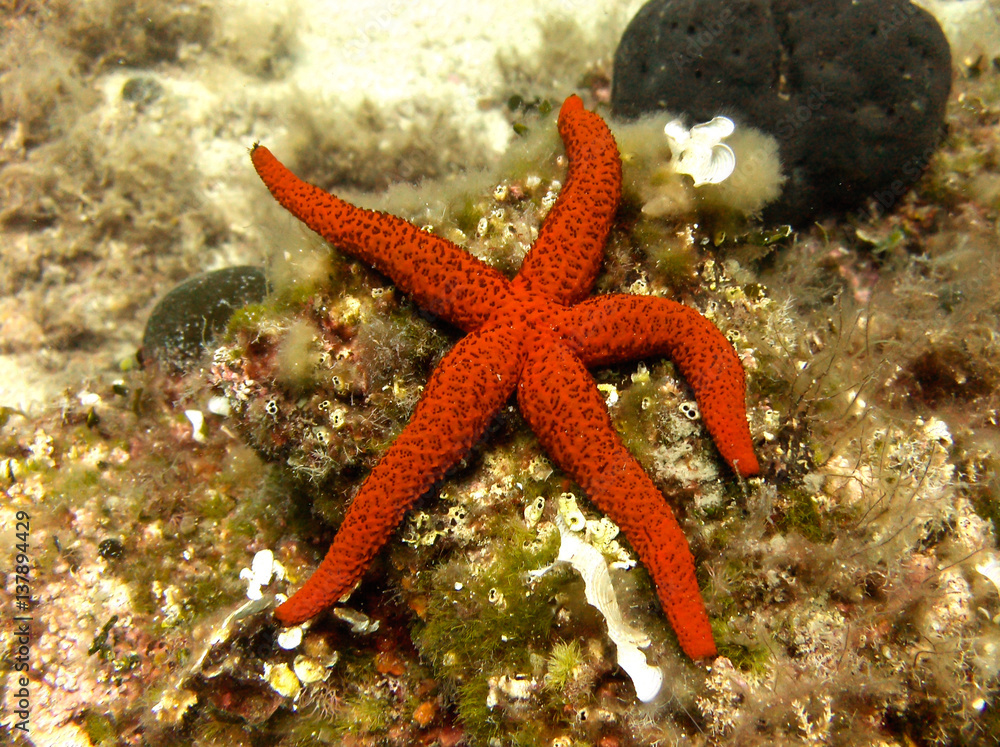 Beautiful under water shot of orange starfish in croatian sea Beautiful under water shot of orange starfish in croatian sea