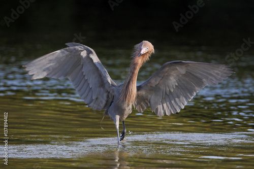 Reddish Egret (Egretta rufescens) with wings spread fishing in shallow water, Ding Darling NWR, Florida, USA © Wilfred