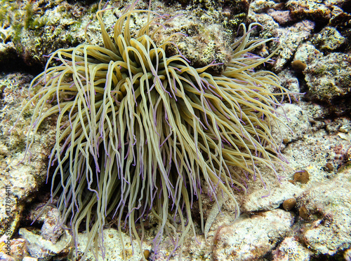 Under water shot of beautiful sea anemone