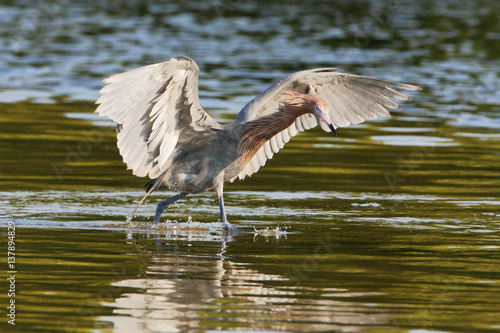 Reddish Egret (Egretta rufescens) with wings spread fishing in shallow water, Ding Darling NWR, Florida, USA © Wilfred