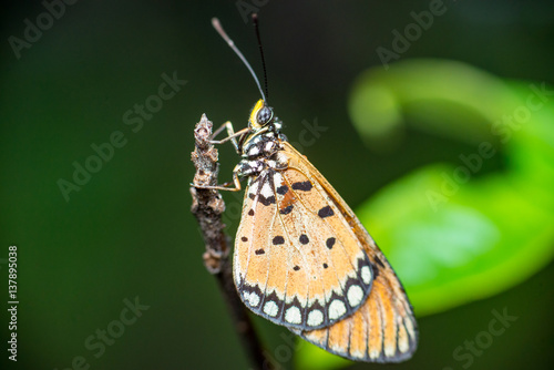 Tawny Coster butterfly (Arthropoda: Lepidoptera: Nymphalidae: Acraea violae) descend and roosting on a twig isolated with dark, green and soft background