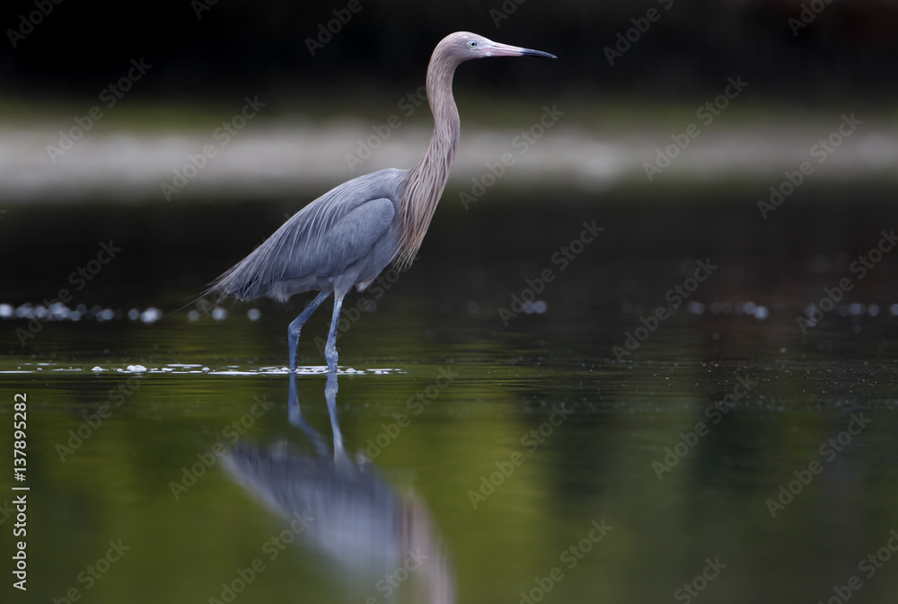 Reddish Egret (Egretta rufescens) standing in water, Fort De Soto Park, Florida, USA Reddish Egret (Egretta rufescens) standing in water, Fort De Soto Park, Florida, USA