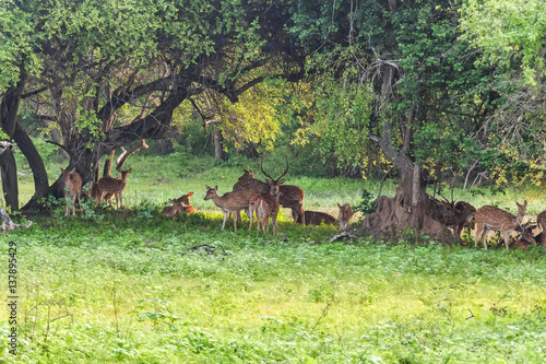 Herd of spotted deer or chital foraging in forest