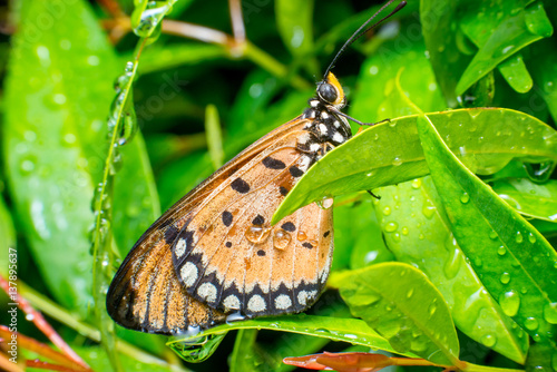 Tawny Coster butterfly (Arthropoda: Lepidoptera: Nymphalidae: Acraea violae) descend and roosting on a green leaf full with water droplet and night dews