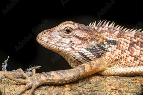 Close up of Female Oriental garden lizard  chordata  Sarcopterygii  reptilia  squamata  Agamidae  Calotes versicolor  rest on a wooden log isolated with black background