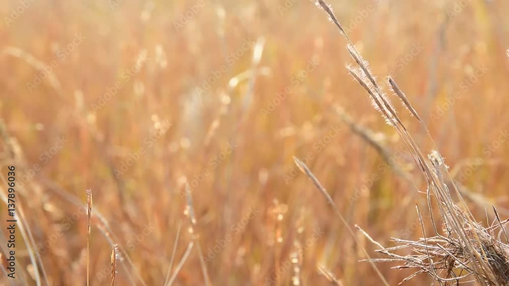 Beautiful dry golden grass in the field on sunset in the winter time. Beautiful dry golden grass in the field on sunset in the winter time.