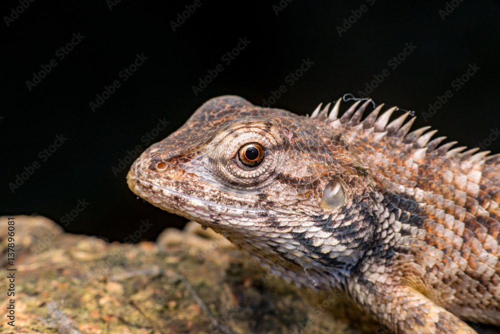 Close up of Female Oriental garden lizard (chordata: Sarcopterygii: reptilia: squamata: Agamidae: Calotes versicolor) rest on a wooden log isolated with black background