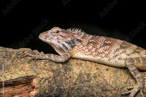 Close up of Female Oriental garden lizard  chordata  Sarcopterygii  reptilia  squamata  Agamidae  Calotes versicolor  rest on a wooden log isolated with black background