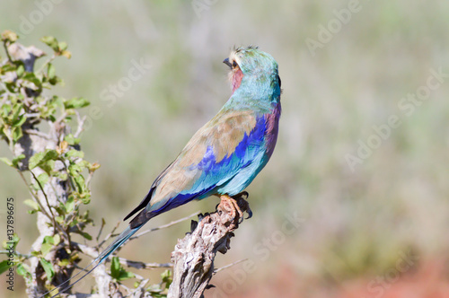 Roller with long strands on a tree