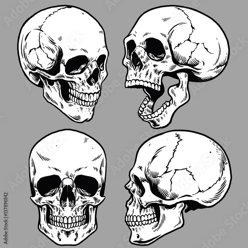 set of skull in hand drawing style photo