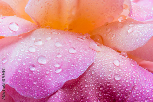 Macro water drops on the petals of a rose.