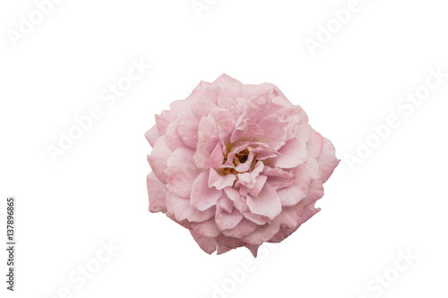 purple rose isolated on white background