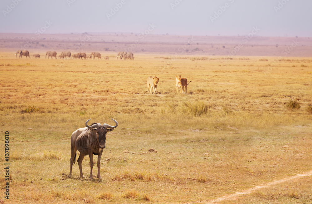Two lionesses trailing wildebeest breaking a herd Two lionesses trailing wildebeest breaking a herd