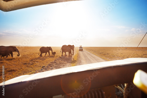Photography Tourist in jeep watching elephants crossing road