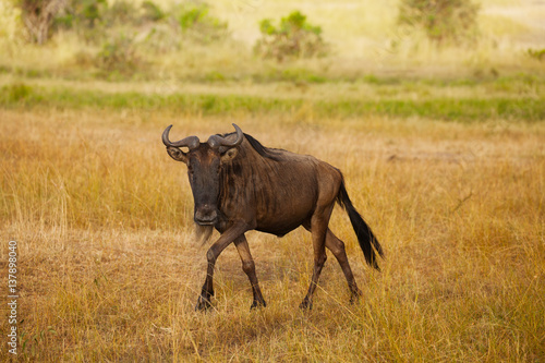 Fototapeta Naklejka Na Ścianę i Meble -  Wildebeest walks alone in dry riverbed of savanna