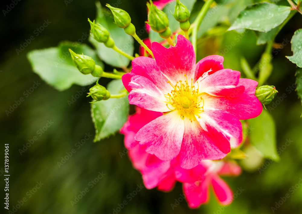 rose flower in garden