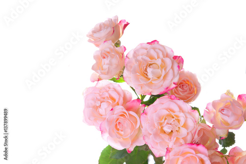 Pink roses 