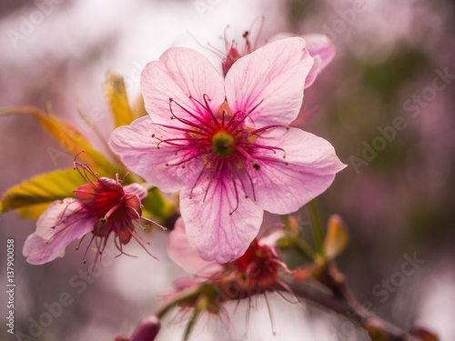 closeup Pink Sakura flower in thailand  Wild Himalayan Cherry