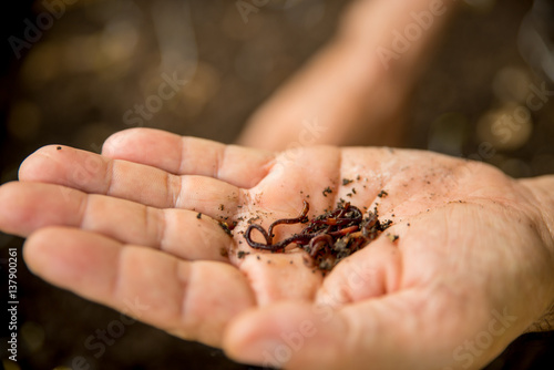 Earthworm Farm in Thailand