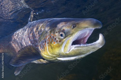 Atlantic salmon (Salmo salar) male, River Orkla, Norway, September 2008