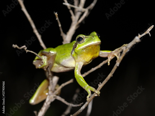 Laubfrosch (hyla arborea boettgeri) photo