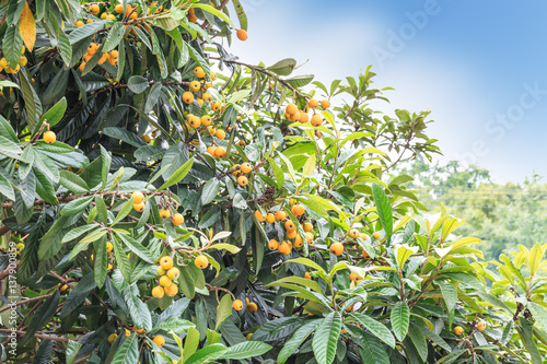 Ripe loquat fruits on the tree