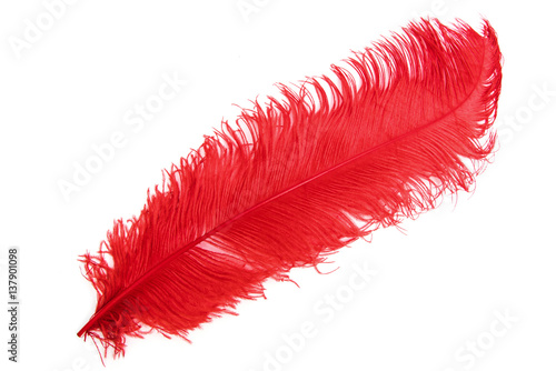 Fotografie The ostrich's red feather on a white background