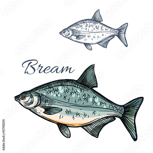 Bream fish vector isolated sketch icon