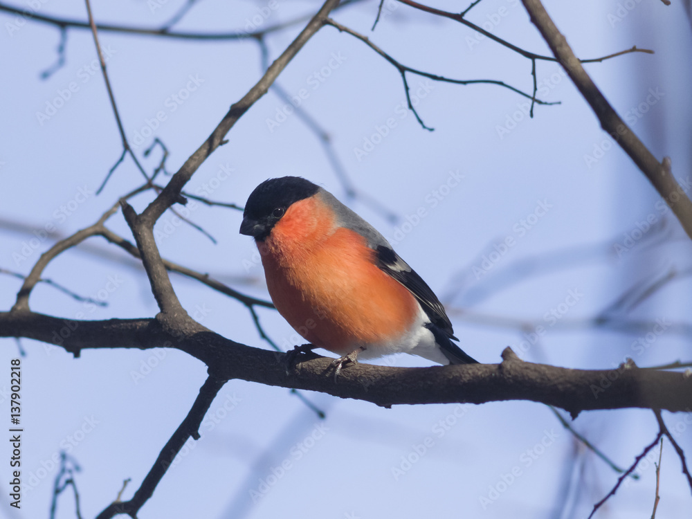 Red-colored Male of Eurasian Bullfinch, Pyrrhula pyrrhula, close-up portrait on branch with bokeh background, selective focus, shallow DOF Red-colored Male of Eurasian Bullfinch, Pyrrhula pyrrhula, close-up portrait on branch with bokeh background, selective focus, shallow DOF