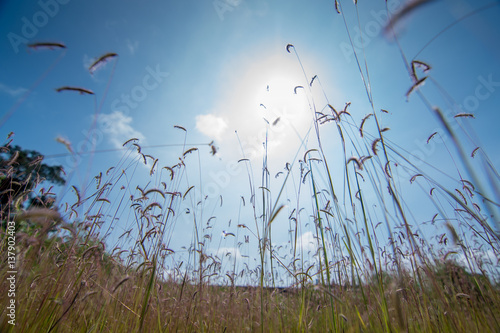 Grass view in Garden