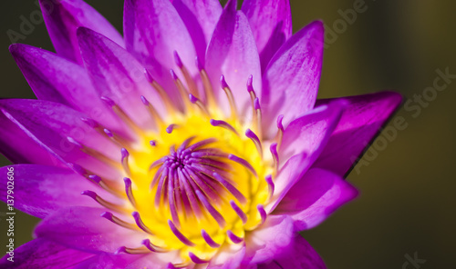 The beauty of the lotus flowers