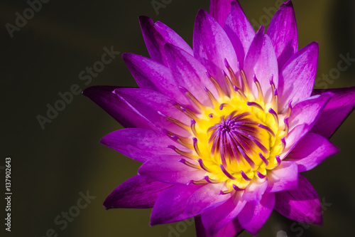 The beauty of the lotus flowers © tewpai