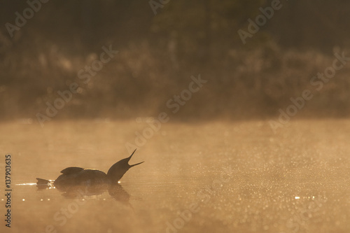 Red throated diver (Gavia stellata) calling on water at dawn in mist, Bergslagen, Sweden, April 2009 photo